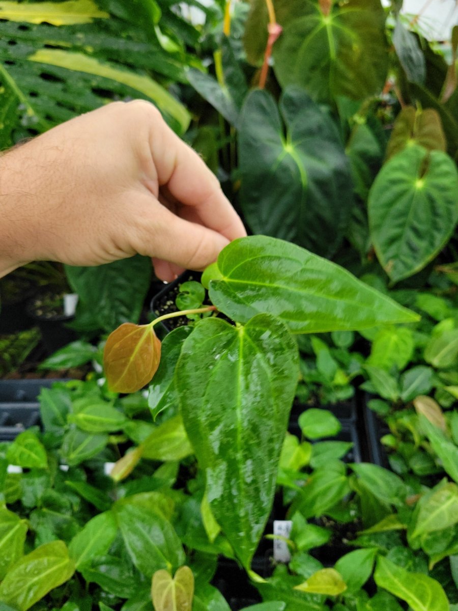 Anthurium Regale - ish x A. Papillilaminum Ree Gardens - Nice Plants Good Pots