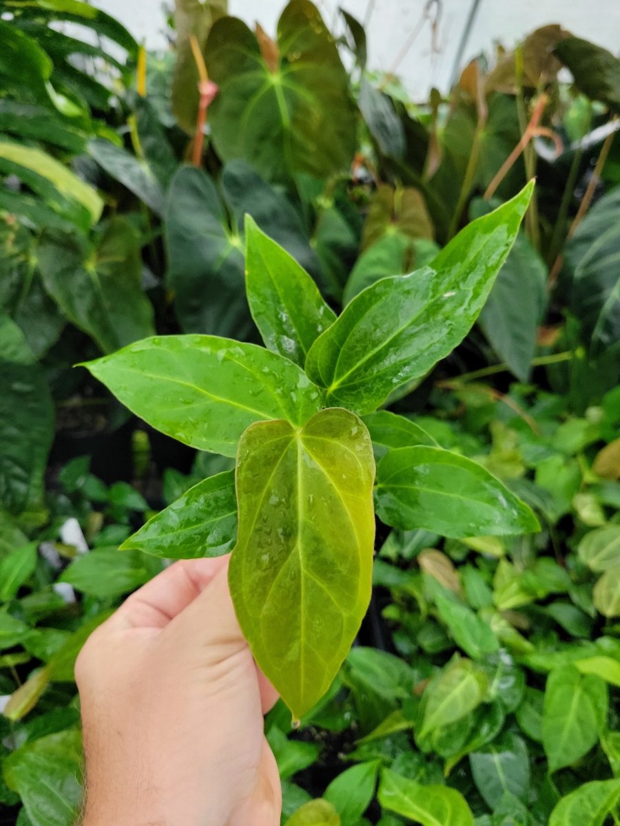 Anthurium Regale X anthurium green store Papillilaminum - hybrid - velvet leaves -