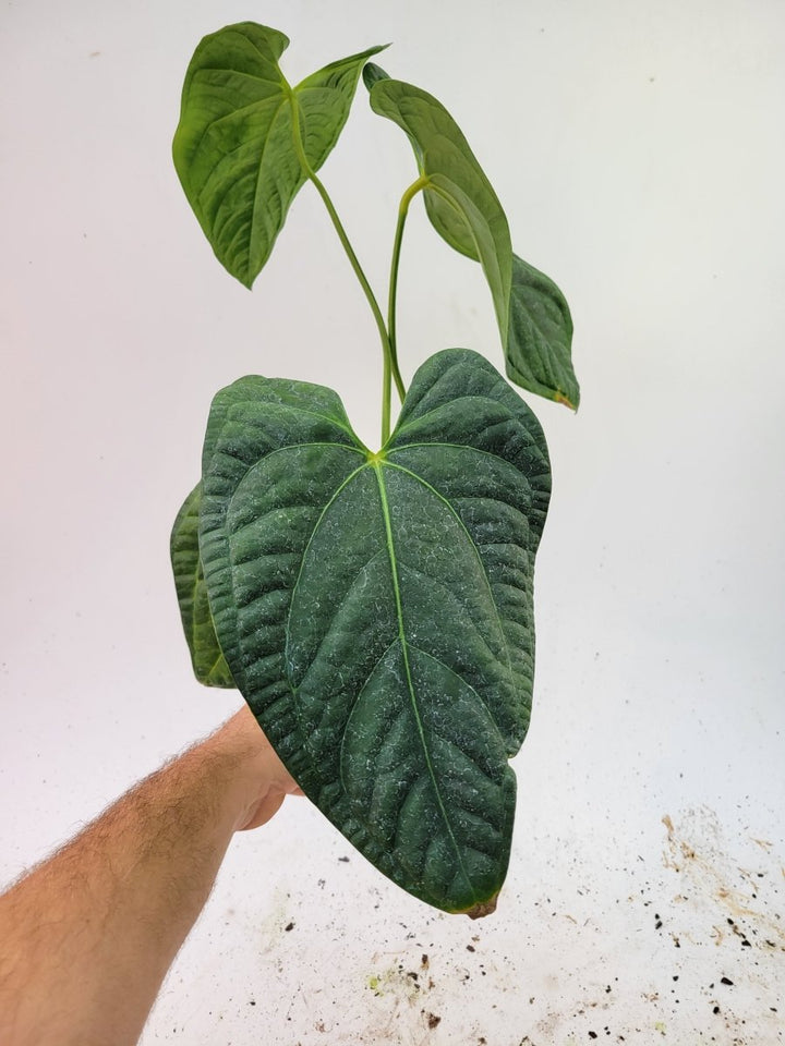 Anthurium Regale X Luxurians Dark Form - Nice Plants Good Pots