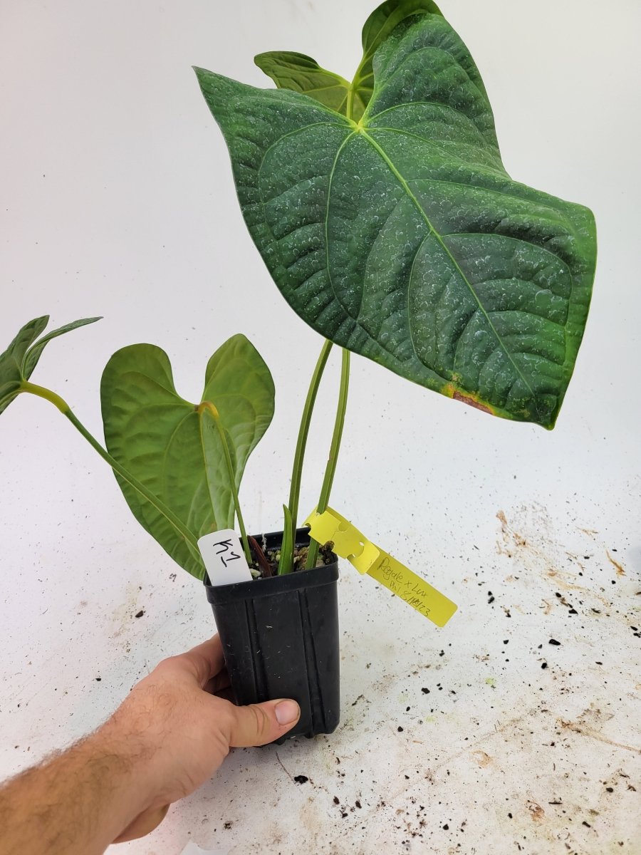 Anthurium Regale X Luxurians Dark Form - Nice Plants Good Pots