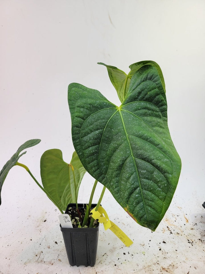 Anthurium Regale X Luxurians Dark Form - Nice Plants Good Pots