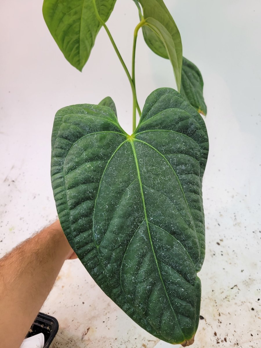 Anthurium Regale X Luxurians Dark Form - Nice Plants Good Pots