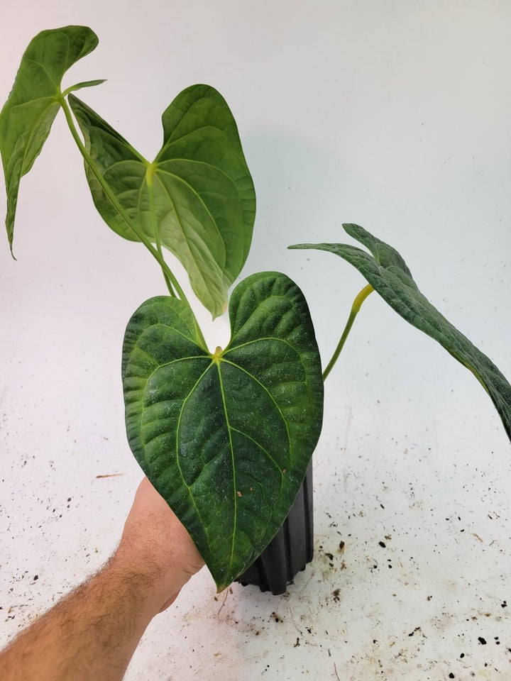 Anthurium Regale X Luxurians Dark Form - Nice Plants Good Pots