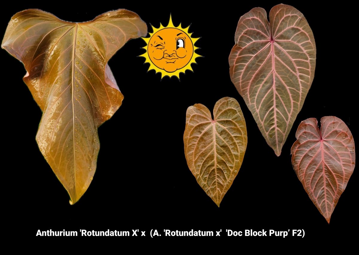 Anthurium 'Rotundatum X' x (A. 'Rotundatum x' / 'Doc Block Purple' F2) (A15) - Nice Plants Good Pots