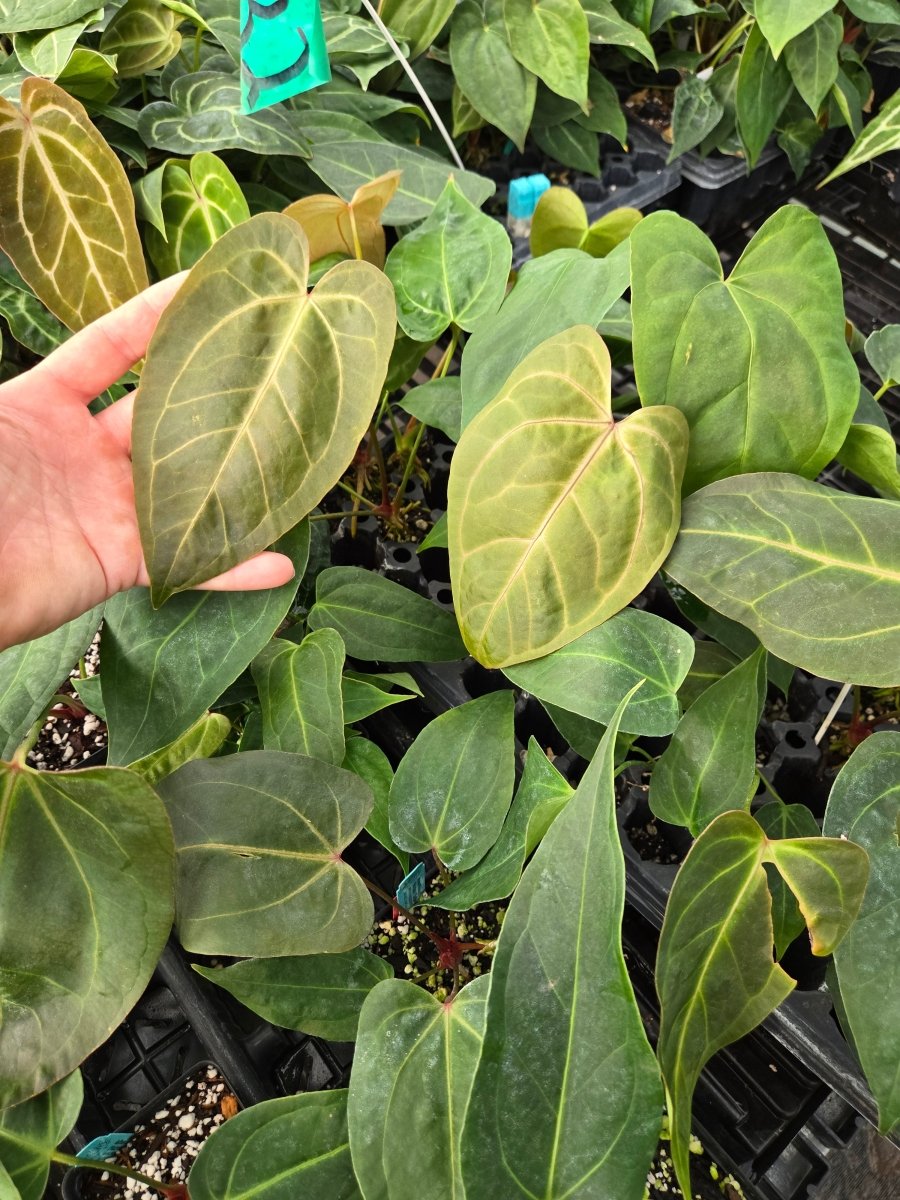 Anthurium 'Rotundatum X' x (A. 'Rotundatum x' / 'Doc Block Purple' F2) (A15) - Nice Plants Good Pots
