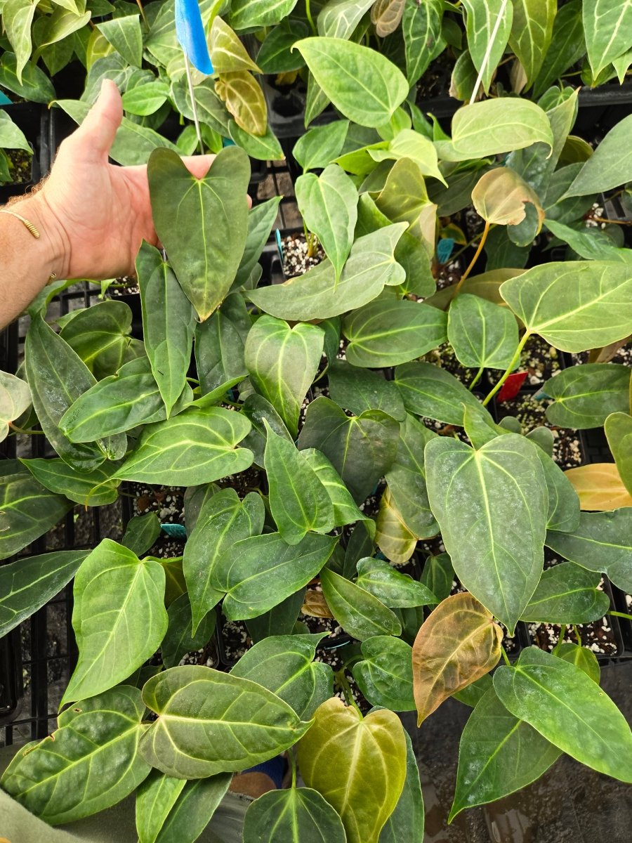Anthurium 'Rotundatum X' x (A. 'Rotundatum x' / 'Doc Block Purple' F2) (A15) - Nice Plants Good Pots