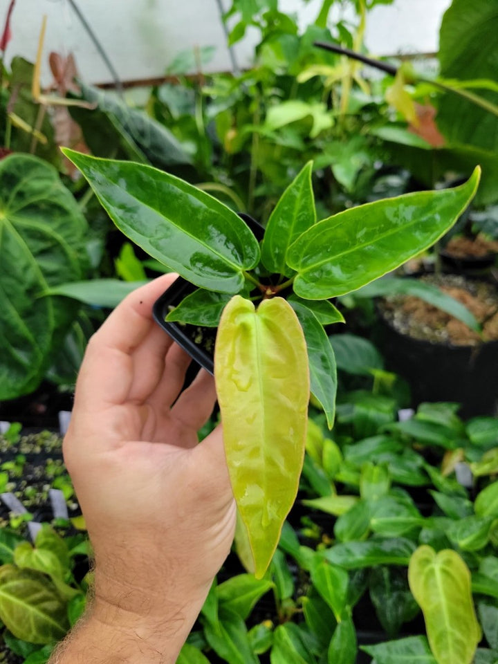 Anthurium Rotundatum X x (A. Tim Anderson Mag x Pap Dark & Narrow) - Nice Plants Good Pots