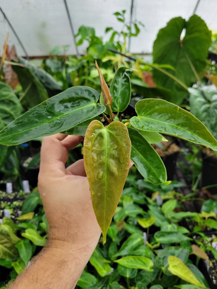 Anthurium Rotundatum X x (A. Tim Anderson Mag x Pap Dark & Narrow) - Nice Plants Good Pots