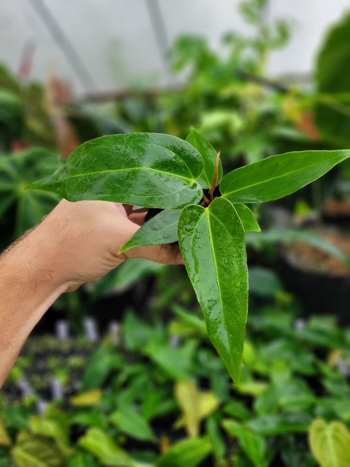 Anthurium Rotundatum X x (A. Tim Anderson Mag x Pap Dark & Narrow) - Nice Plants Good Pots