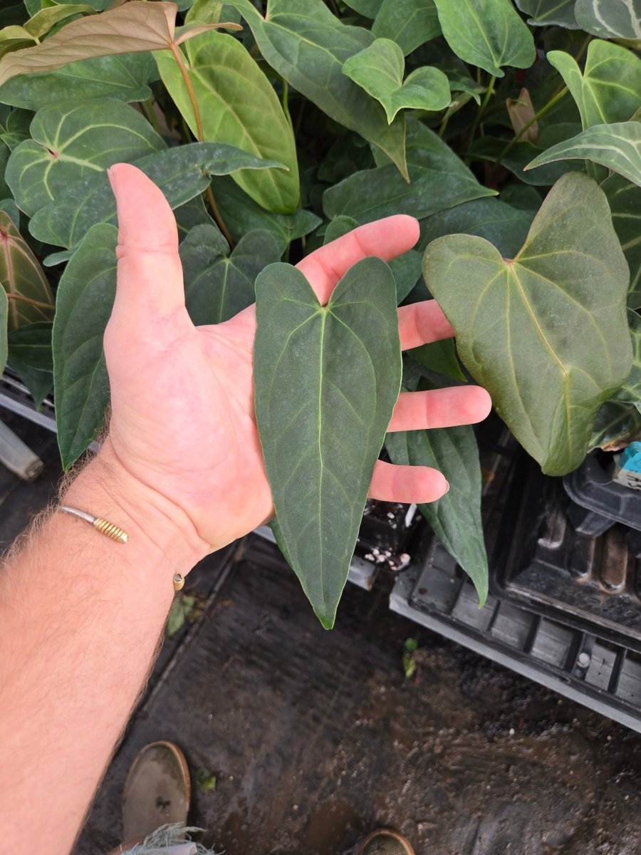 Anthurium 'Rotundatum X' x 'Doc Block Purple F2' (1x2) (A35) – Nice Plants  Good Pots