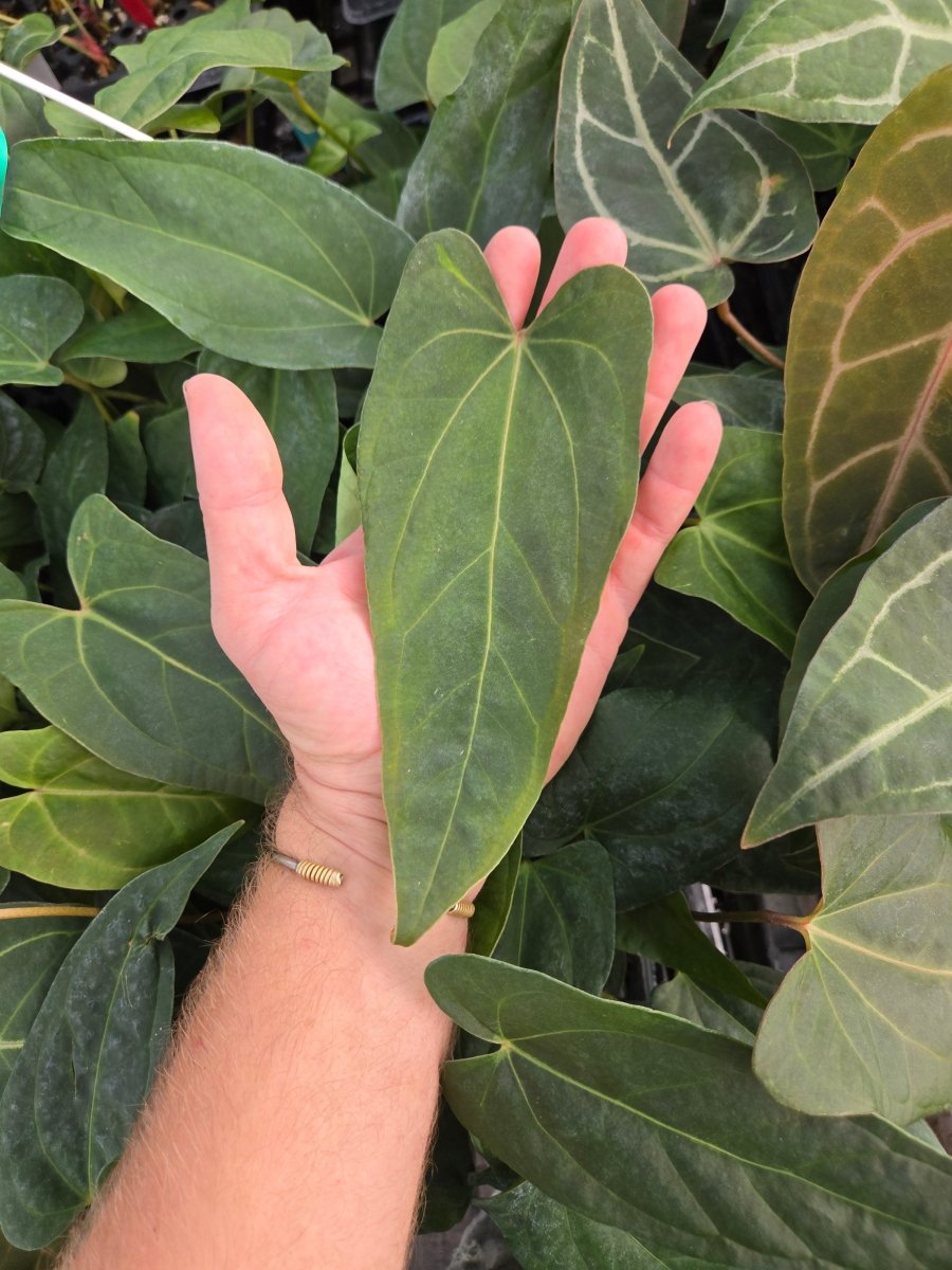 希少ハイブリッド！Anthurium ワロク x レガレ　ハイブリッド Anthurium SKG 'Grey' x ('Rotundatum X' x 'Doc Block Purple F2