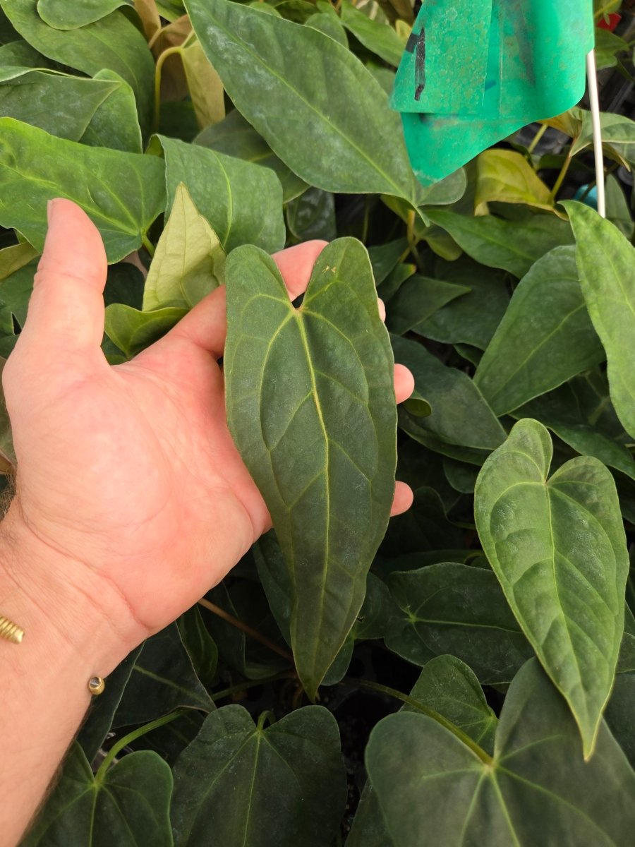 Anthurium 'Rotundatum X' x 'Doc Block Purple F2' (1x2) (A35) - Nice Plants Good Pots