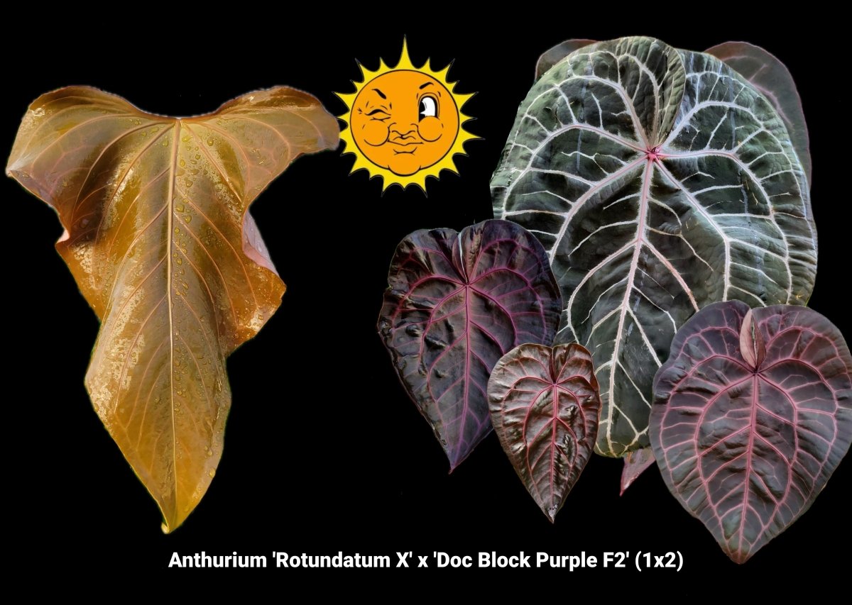Anthurium 'Rotundatum X' x 'Doc Block Purple F2' (1x2) (A35) - Nice Plants Good Pots