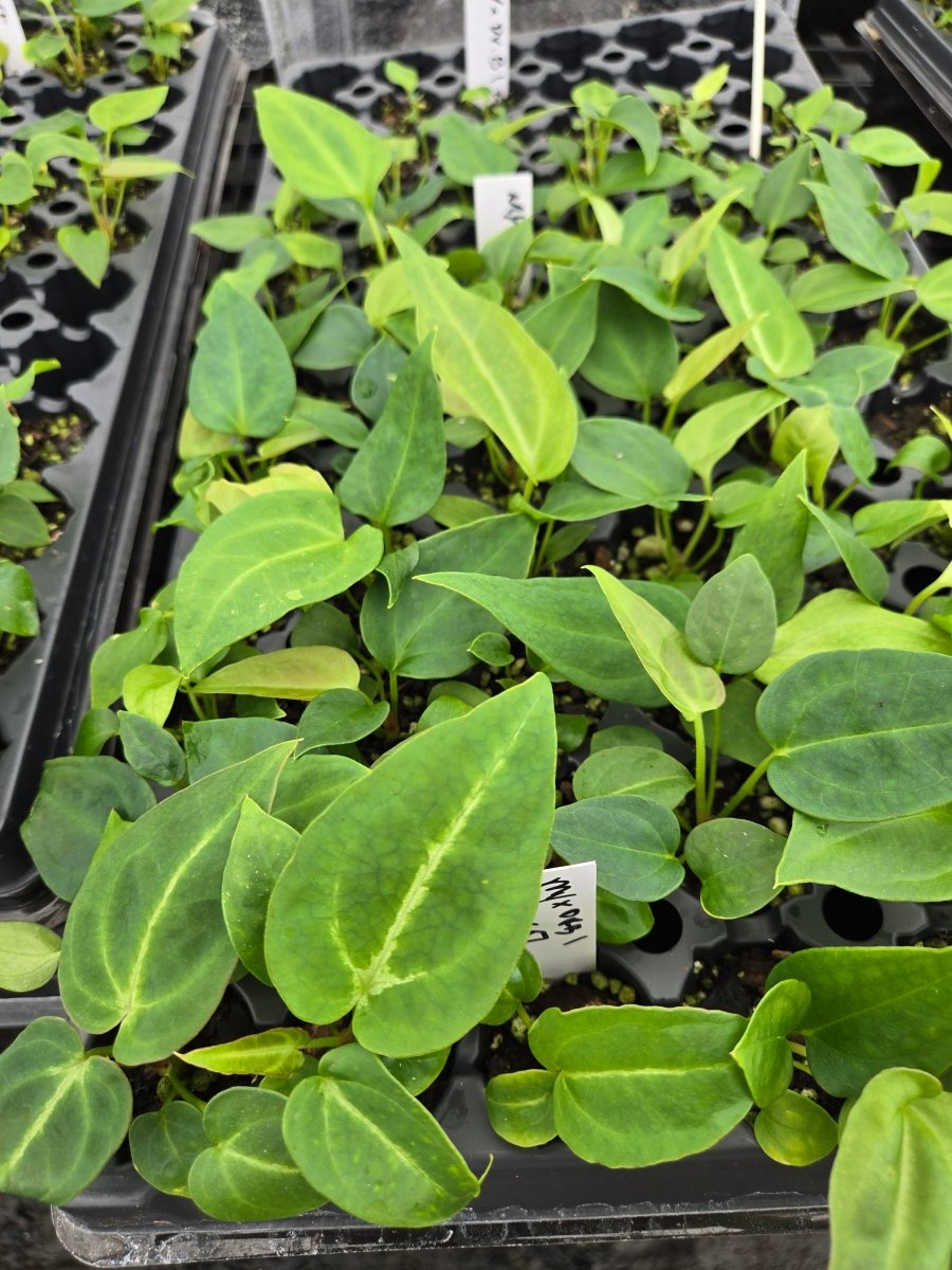 Anthurium ('Rotundatum X' x Doc Block Purple F2') F2 [1X2] (A35) - Nice Plants Good Pots
