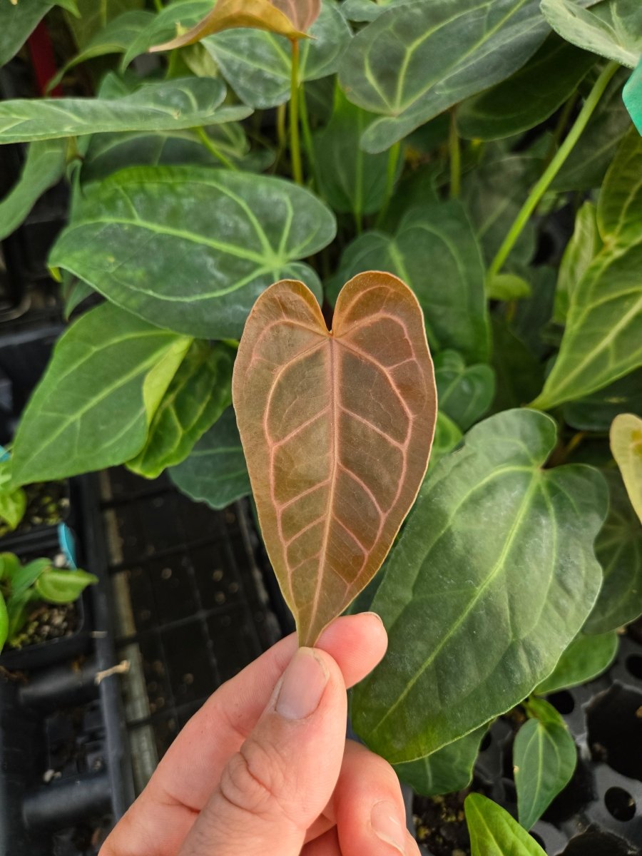 Anthurium ('Rotundatum X' X 'Doc Block Purple F2') F2 [#1x#2] (A45