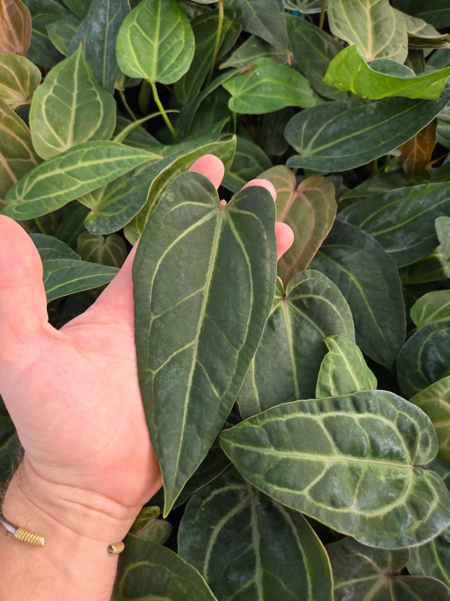Anthurium ('Rotundatum X' X 'Doc Block Purple F2') F2 [#1x#2] (A45