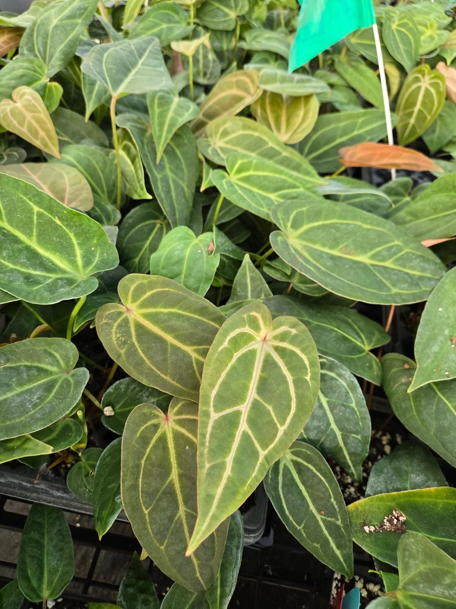 Anthurium ('Rotundatum X' x Doc Block Purple F2') F2 [1X2] (A45) - Nice Plants Good Pots