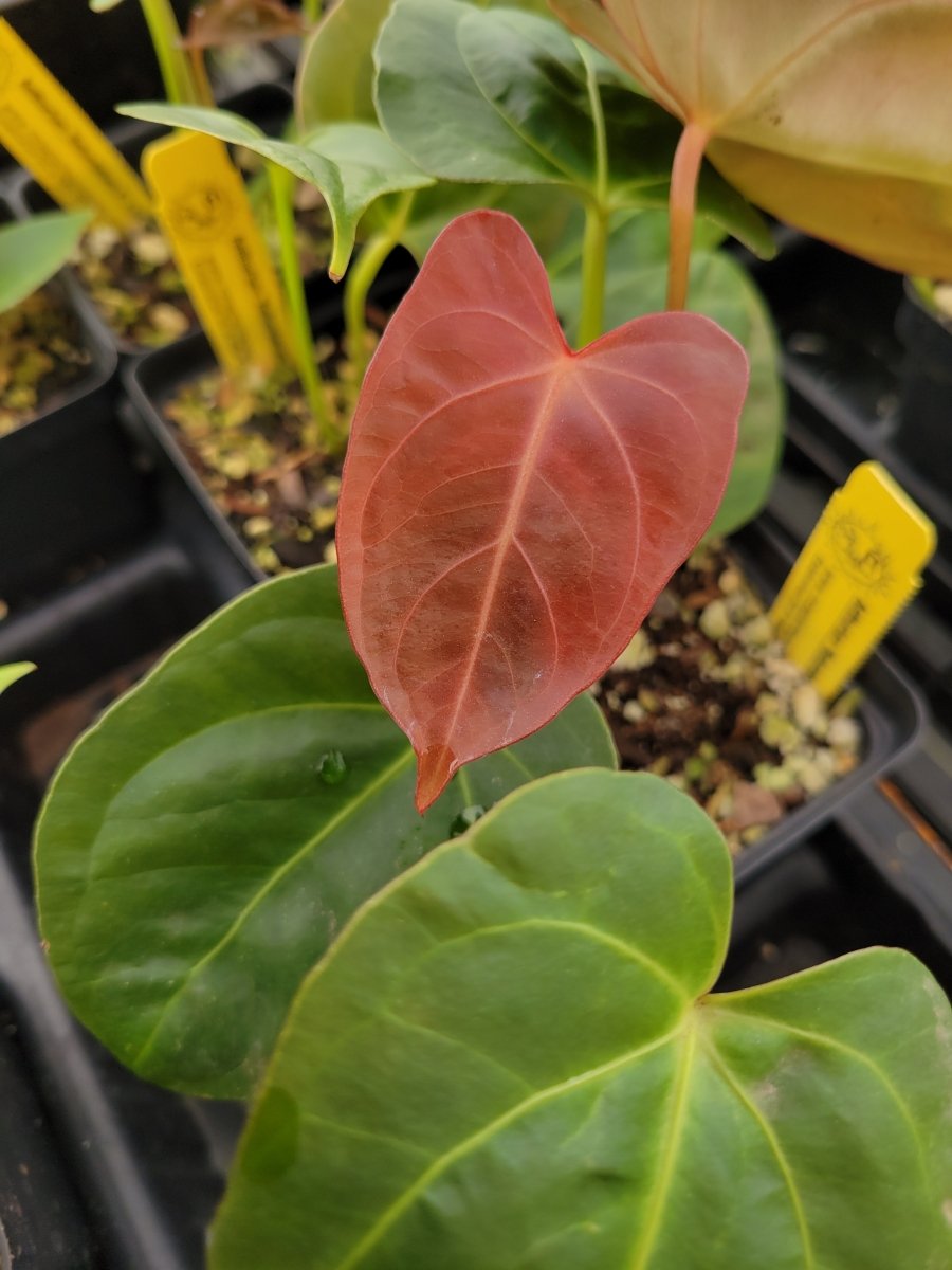 Anthurium 'Rotundatum X' x self - Nice Plants Good Pots