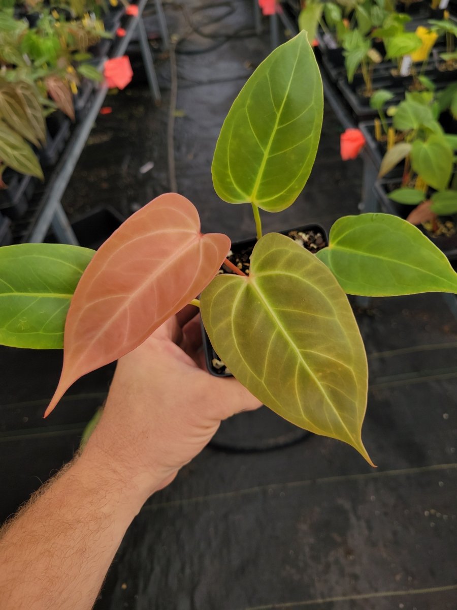Anthurium 'Rotundatum X' x self - Nice Plants Good Pots