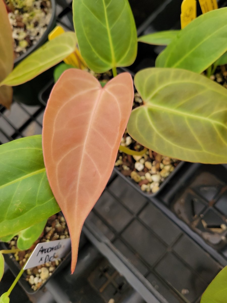 Anthurium 'Rotundatum X' x self - Nice Plants Good Pots