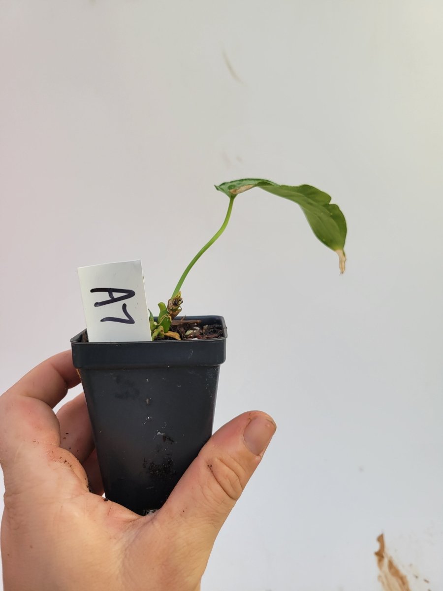 Anthurium Selby's Silver - Nice Plants Good Pots