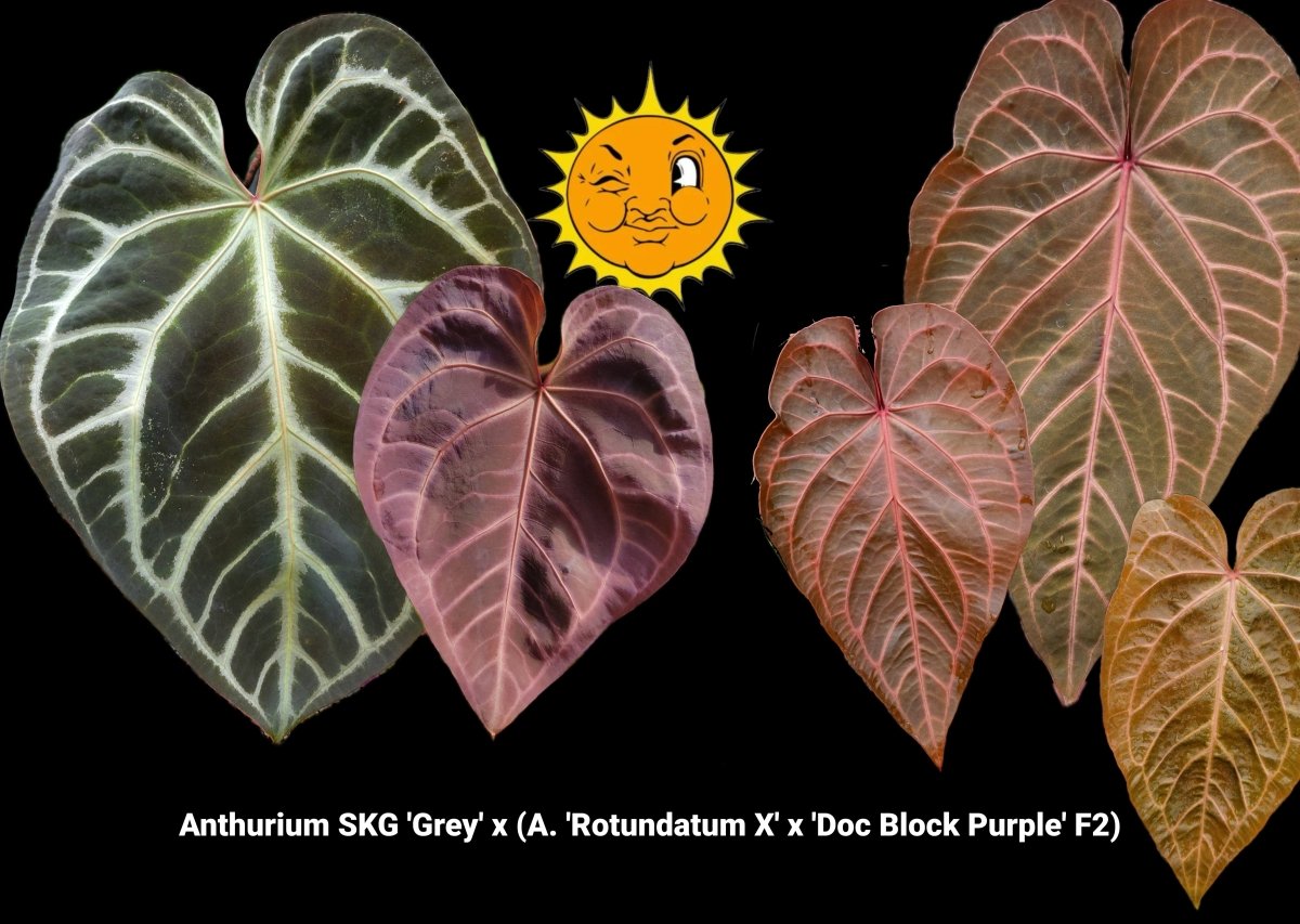 Anthurium SKG 'Grey' x (A. 'Rotundatum X' x 'Doc Block Purple' F2) (A33) - Nice Plants Good Pots