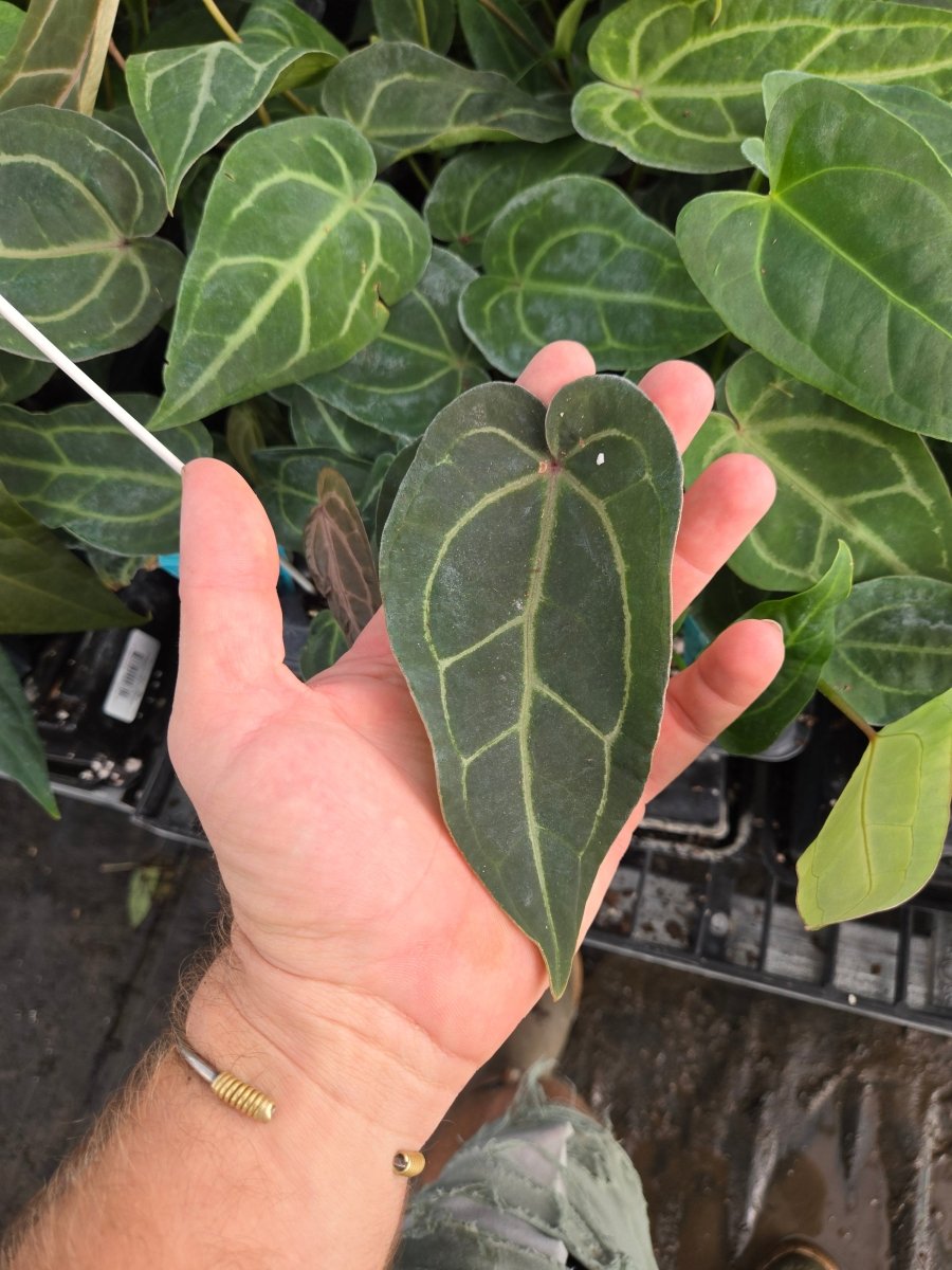 Anthurium SKG 'Grey' x (A. 'Rotundatum X' x 'Doc Block Purple' F2) (A33) - Nice Plants Good Pots