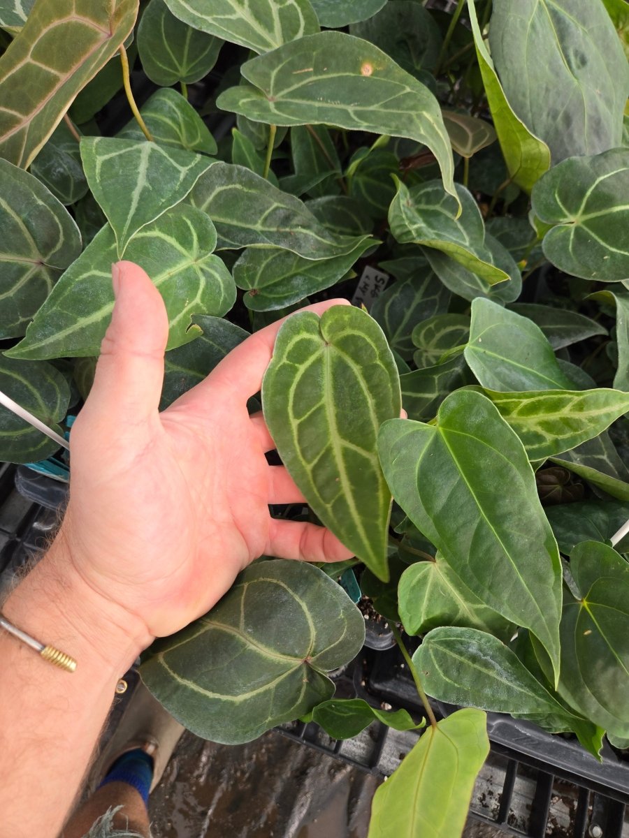 Anthurium SKG 'Grey' x (A. 'Rotundatum X' x 'Doc Block Purple' F2) (A33) - Nice Plants Good Pots