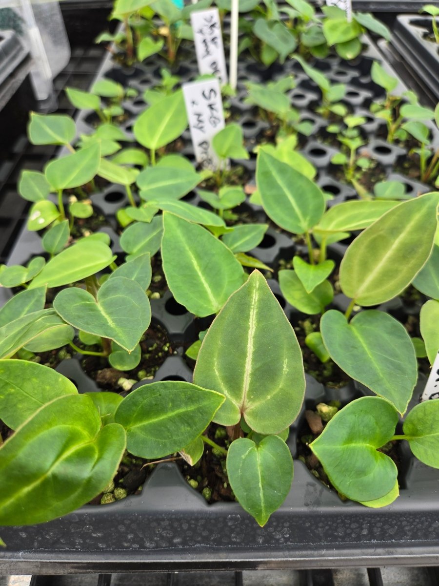Anthurium SKG 'Grey' x (A. 'Rotundatum X' x 'Doc Block Purple' F2) (A33) - Nice Plants Good Pots
