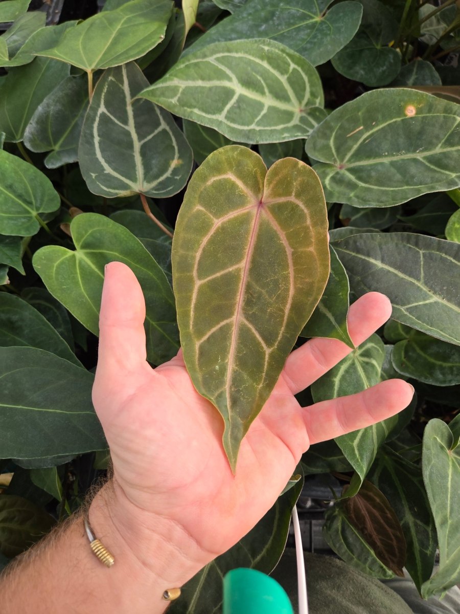 anthurium dakota xl Anthurium SKG 'Grey' x ('Rotundatum X' x 'Doc Block Purple F2') (A33) –  Nice Plants Good Pots