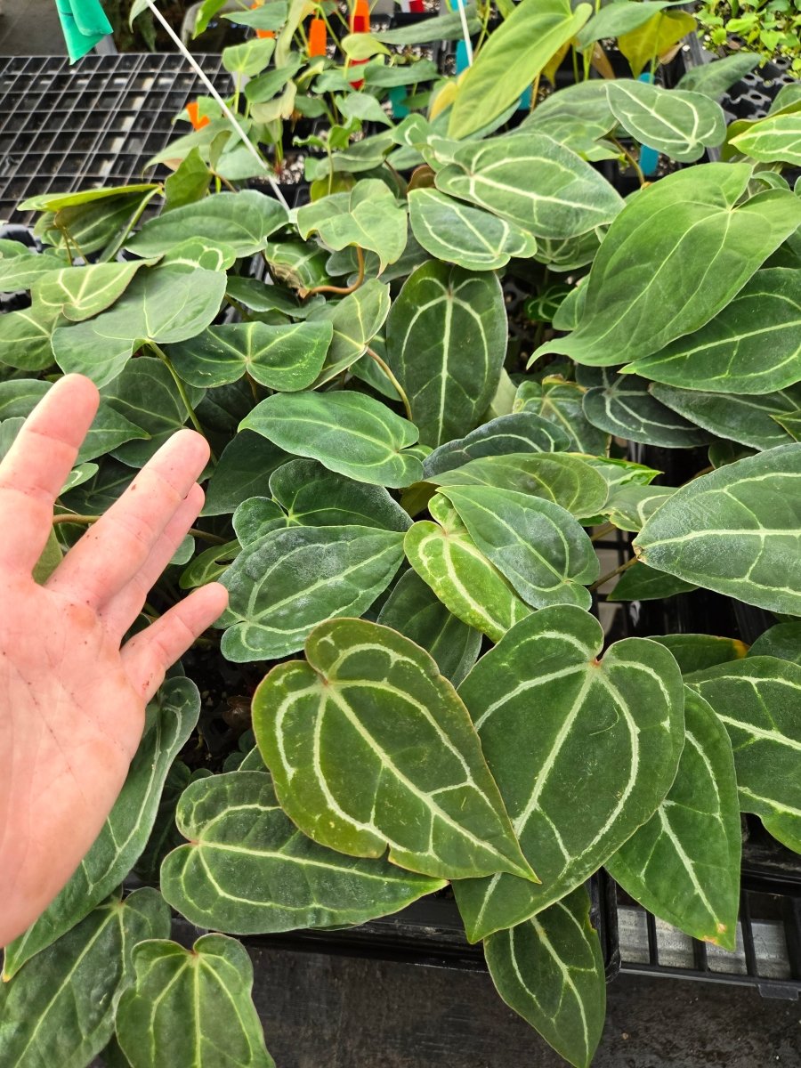 Anthurium SKG 'Red Crystal x Mag' x A. 'Swampmannii Round' 4 (A8) - Nice Plants Good Pots