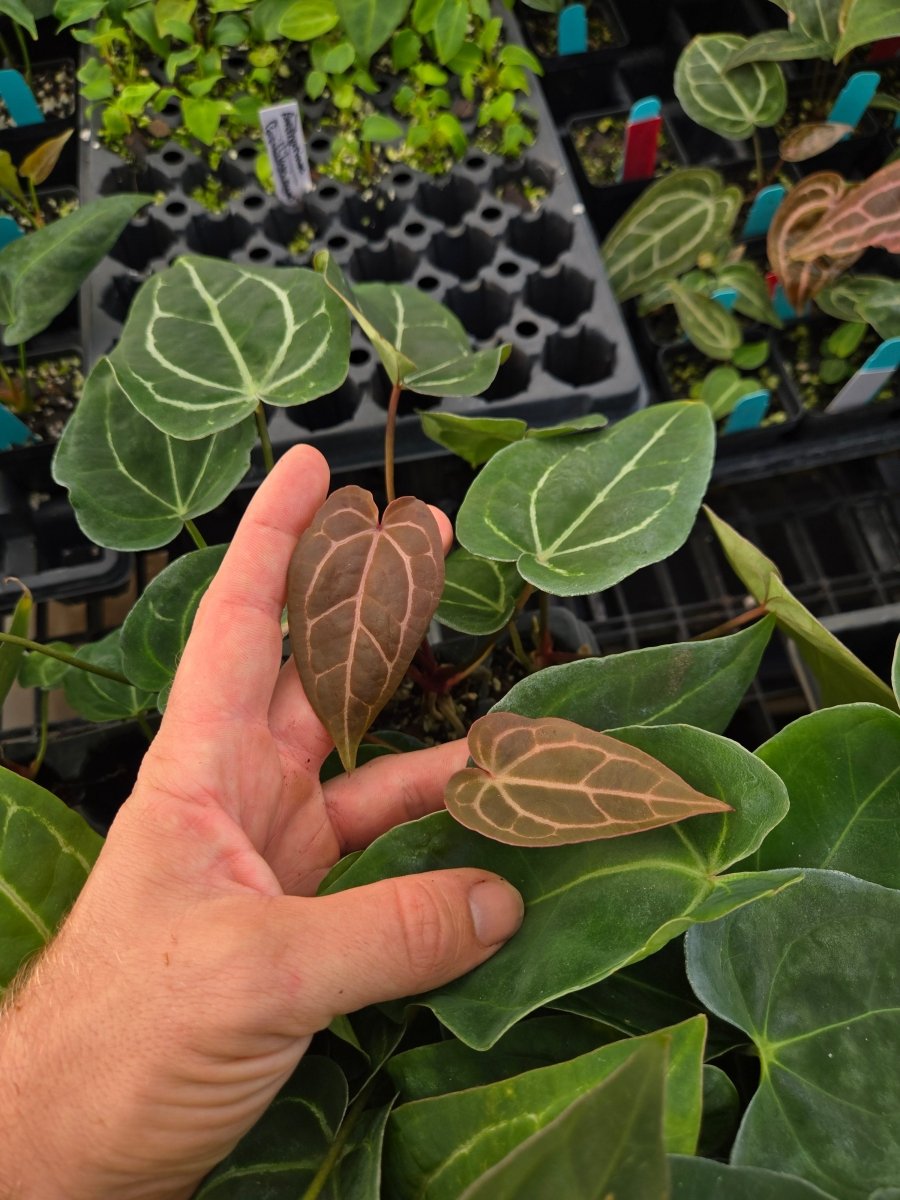 anthurium rhs Anthurium 'SKG Red Crystal Mag' X 'Swampmannii Round #4' A8 – Nice Plants  Good Pots