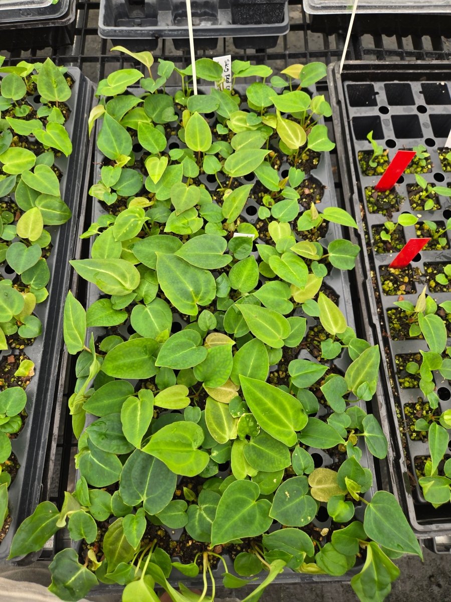 Anthurium SKG 'Red Crystal x Mag' x A. 'Swampmannii Round' 4 (A8) - Nice Plants Good Pots
