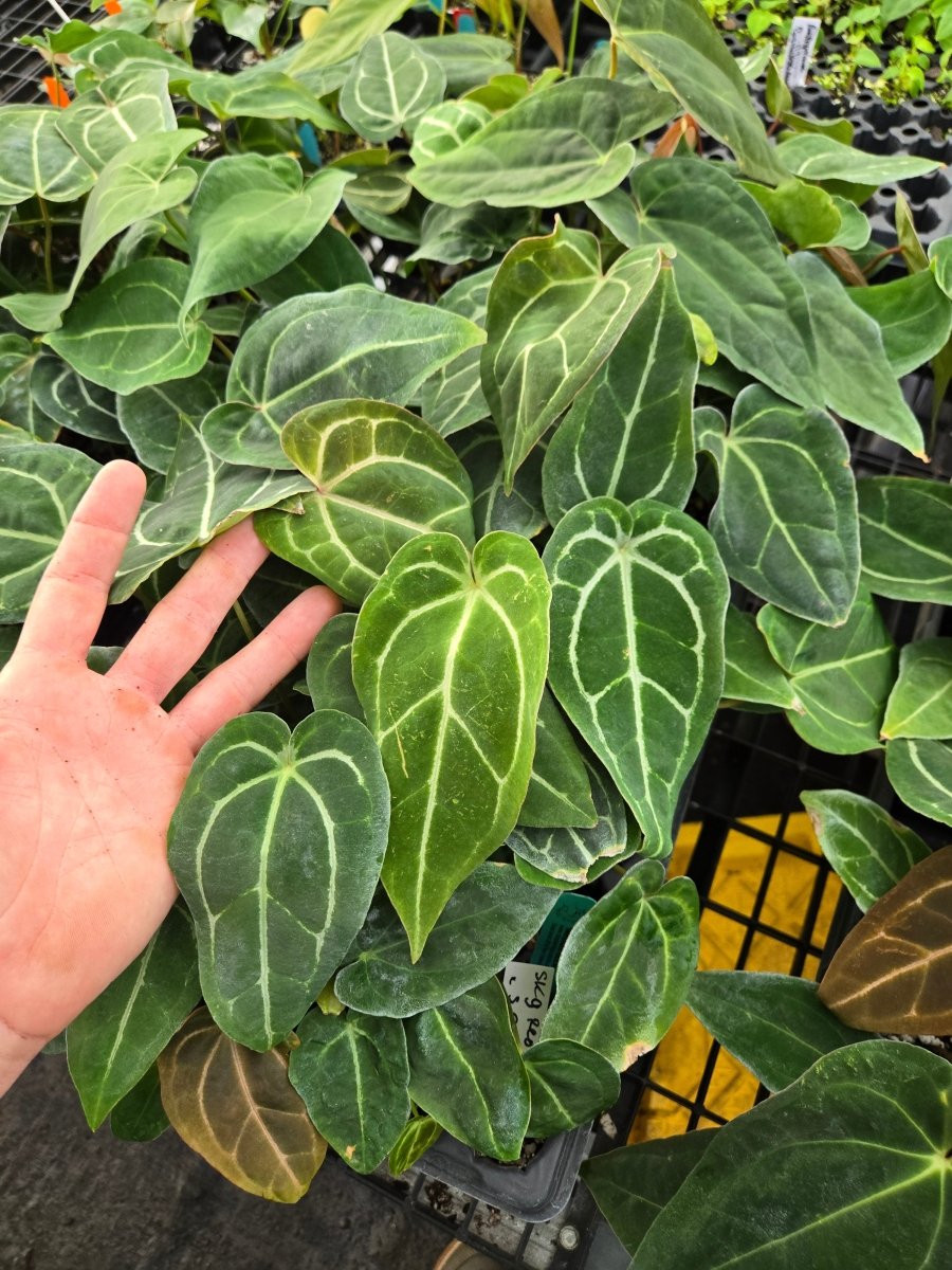 Anthurium SKG sliver x Red Crystall self Anthurium 'SKG Silver' x