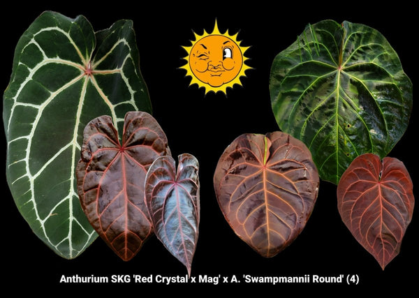 Anthurium SKG 'Red Crystal x Mag' x A. 'Swampmannii Round' #4 (A8