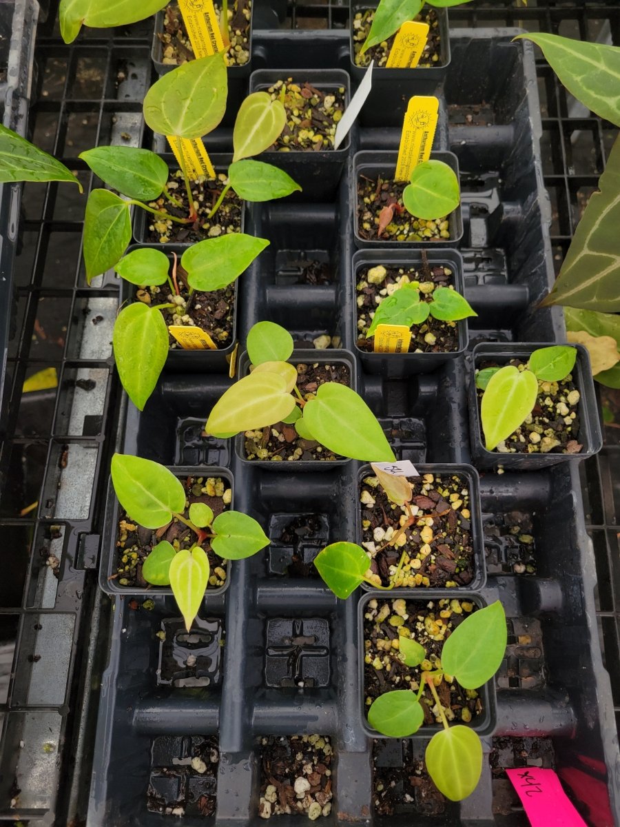 Anthurium (SKG 'Red Crystal' x Magnificum) x open - Nice Plants Good Pots