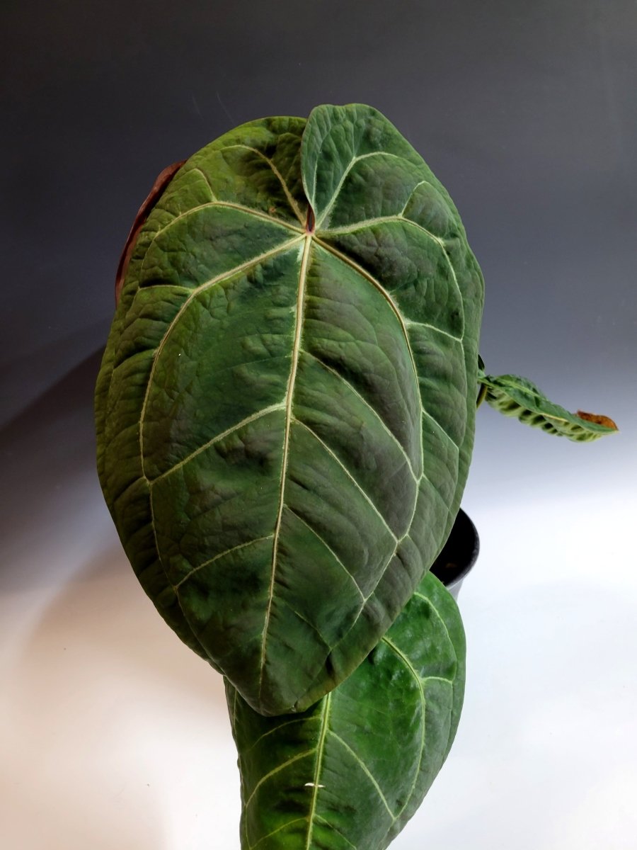 Anthurium Swampmanii - Nice Plants Good Pots