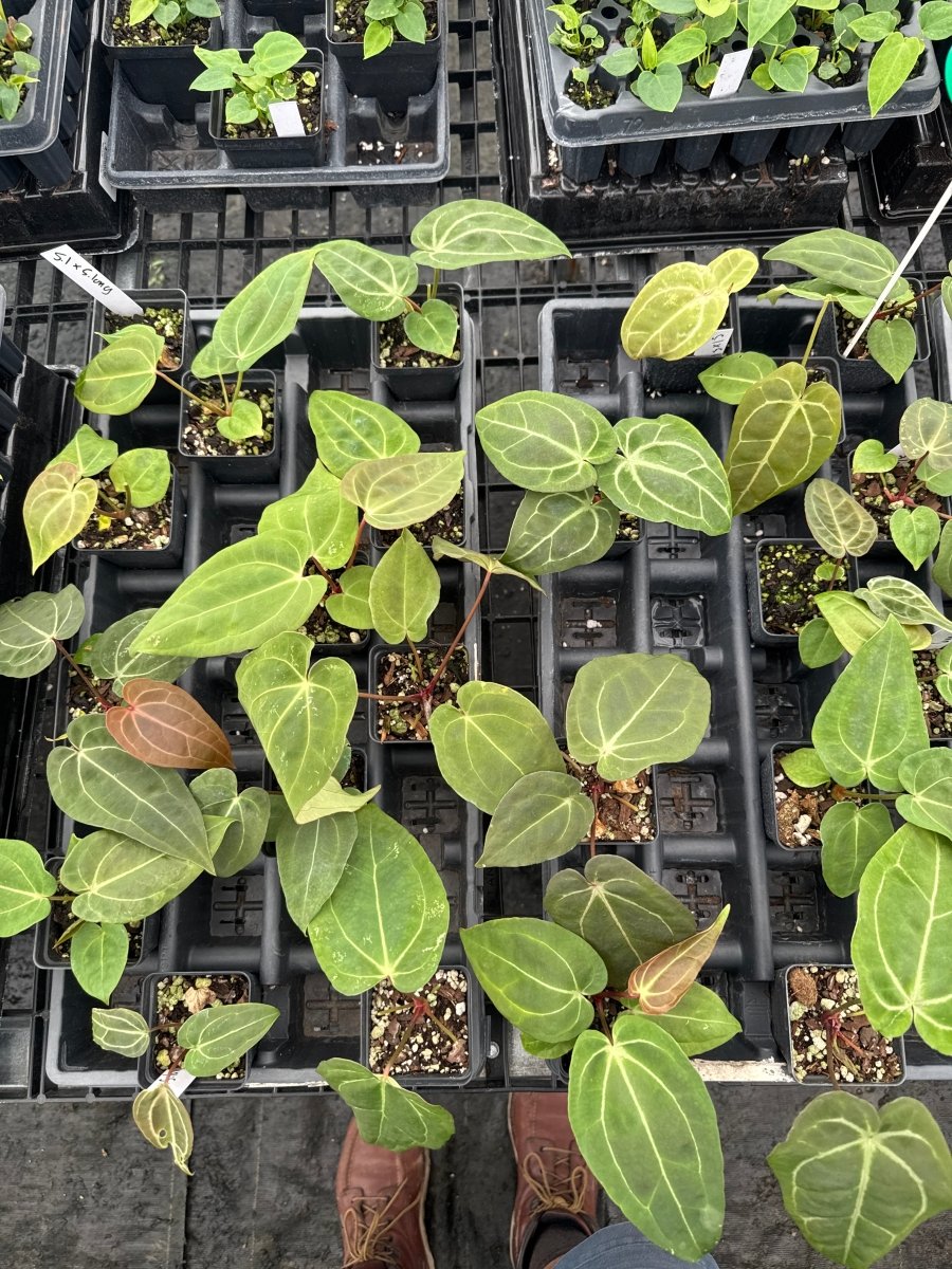 Anthurium 'Swampmannii 1' x A. 'Swampmannii Long' (A 13) - Nice Plants Good Pots