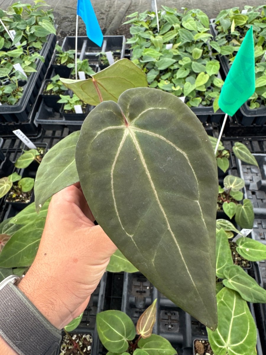 Anthurium 'Swampmannii 1' x A. 'Swampmannii Long' (A 13) - Nice Plants Good Pots