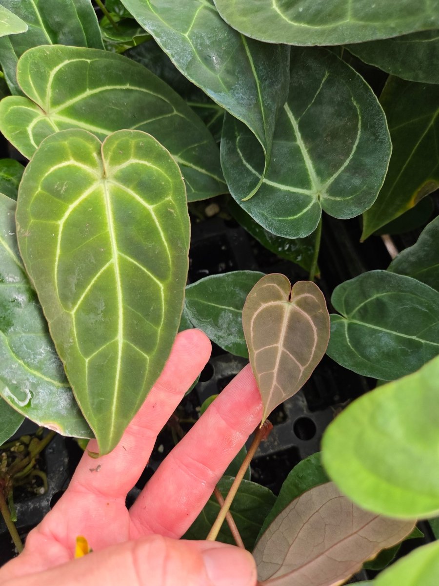 anthurium calypso Anthurium 'Swampmannii #1' X Variegated Crystal Mag (A27)