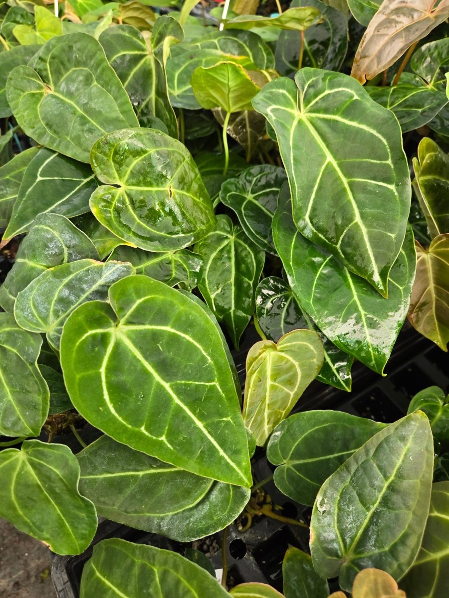 Anthurium 'Swampmannii #1' X Variegated Crystal Mag (A27) – Nice Plants  Good Pots