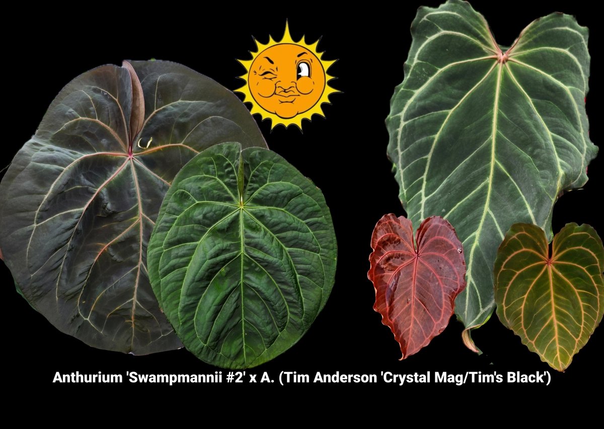 Anthurium 'Swampmannii 2' x A. (Tim Anderson 'Crystal Mag/Tim's Black') (A32) - Nice Plants Good Pots