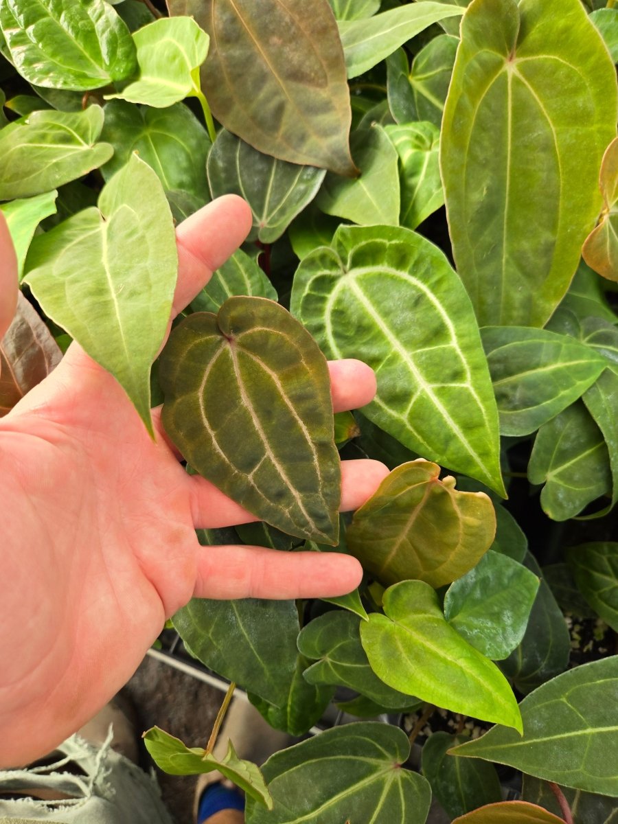 Anthurium ‘Swampmannii 3' x (A. ‘Rotundatum X’ / A. ‘Doc Block Purple F2’) (A54) (small) - Nice Plants Good Pots
