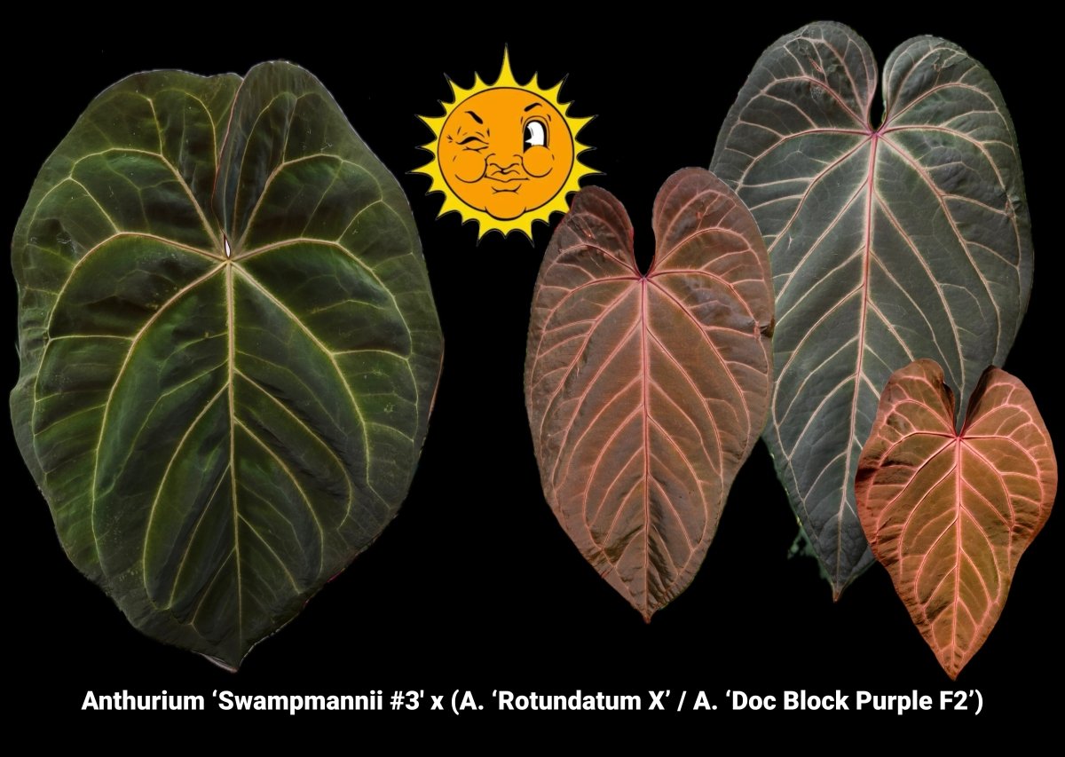 Anthurium ‘Swampmannii 3' x (A. ‘Rotundatum X’ / A. ‘Doc Block Purple F2’) (A54) (small) - Nice Plants Good Pots