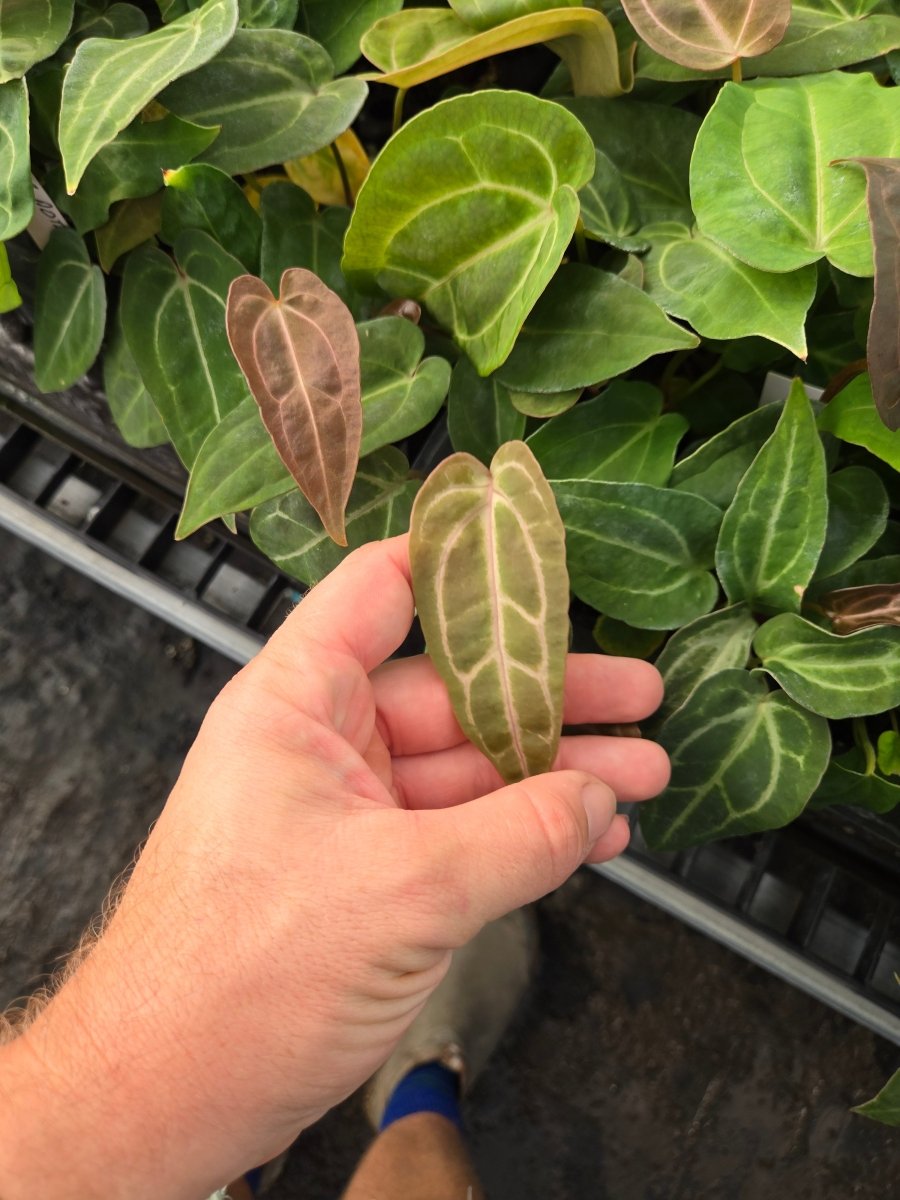 Anthurium 'Swampmannii #3' x ('Rotundatum X' / 'Doc Block Purple F2') –  Nice Plants Good Pots
