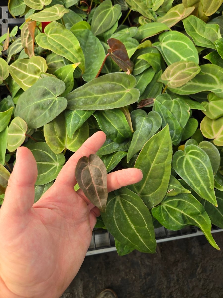 Anthurium ‘Swampmannii 3' x (A. ‘Rotundatum X’ / A. ‘Doc Block Purple F2’) (A54) (small) - Nice Plants Good Pots