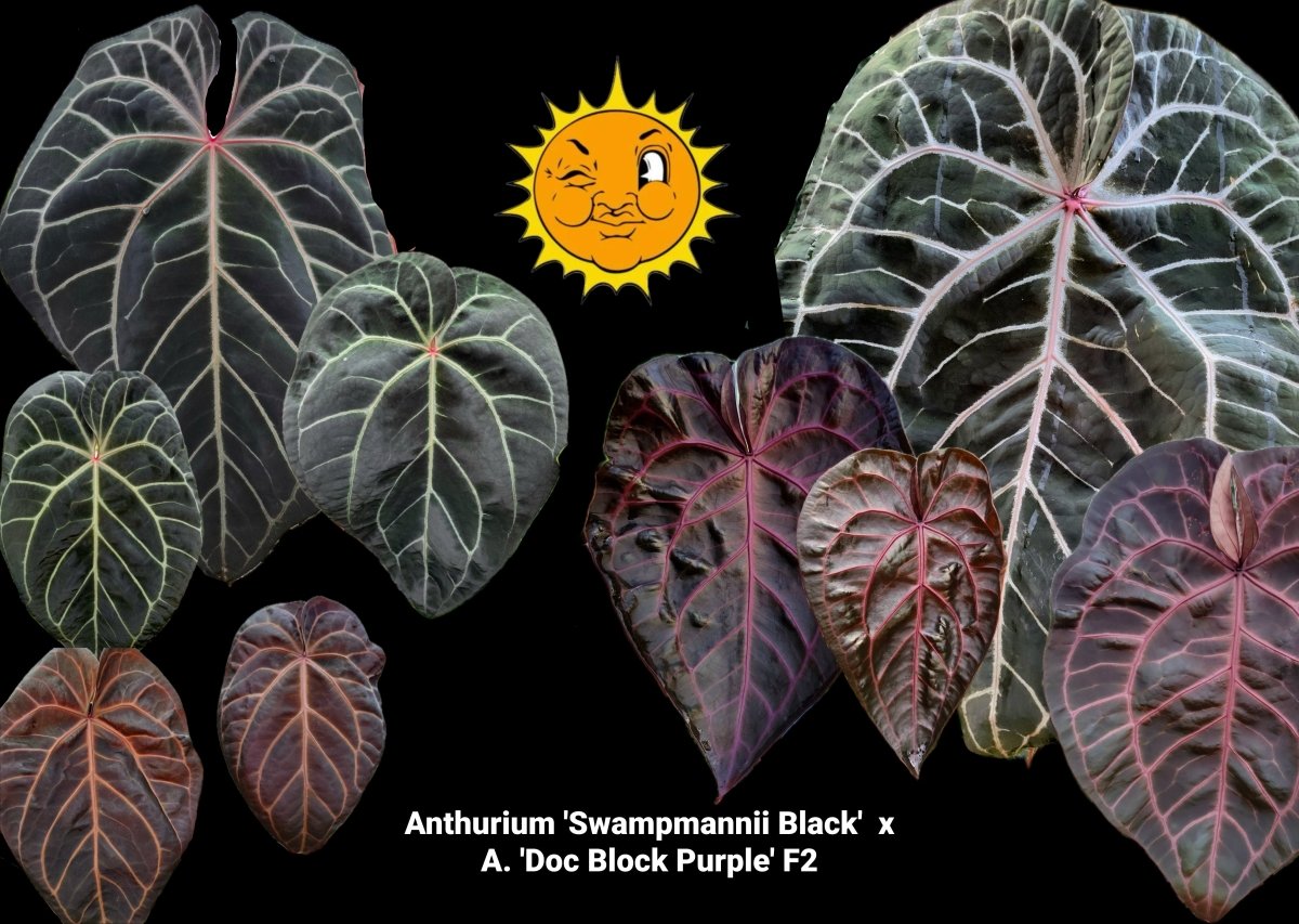 Anthurium 'Swampmannii Black' x A. 'Doc Block Purple' F2 (A9) - Nice Plants Good Pots