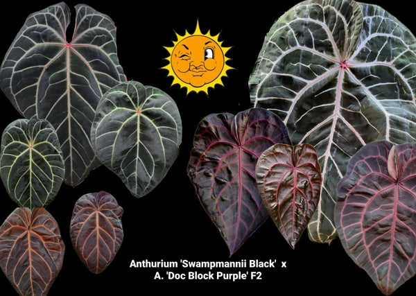 Anthurium Swampmannii Black X Doc Block Purple F2 A9 – Nice Plants