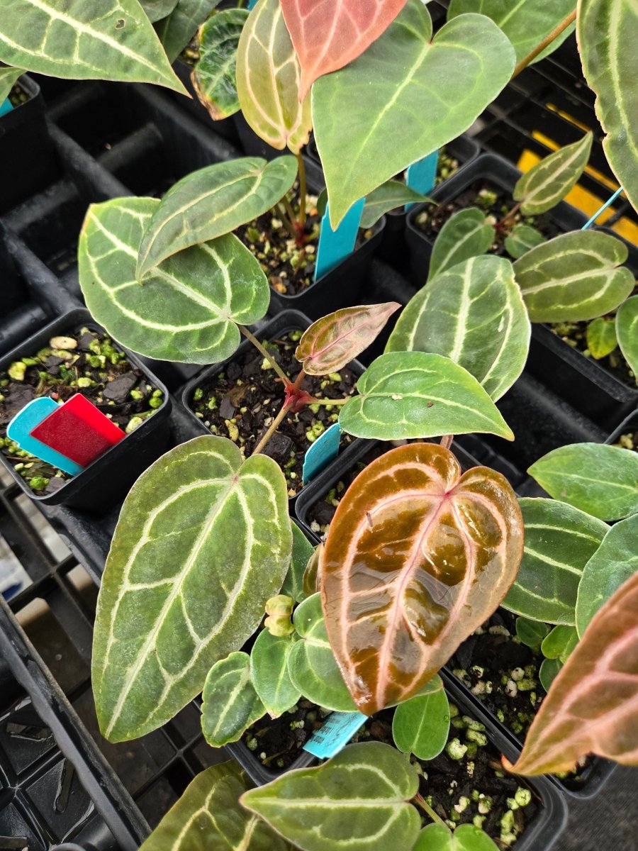 anthurium docblock Anthurium 'Swampmannii Black' x 'Doc Block Purple' F2 (A9)