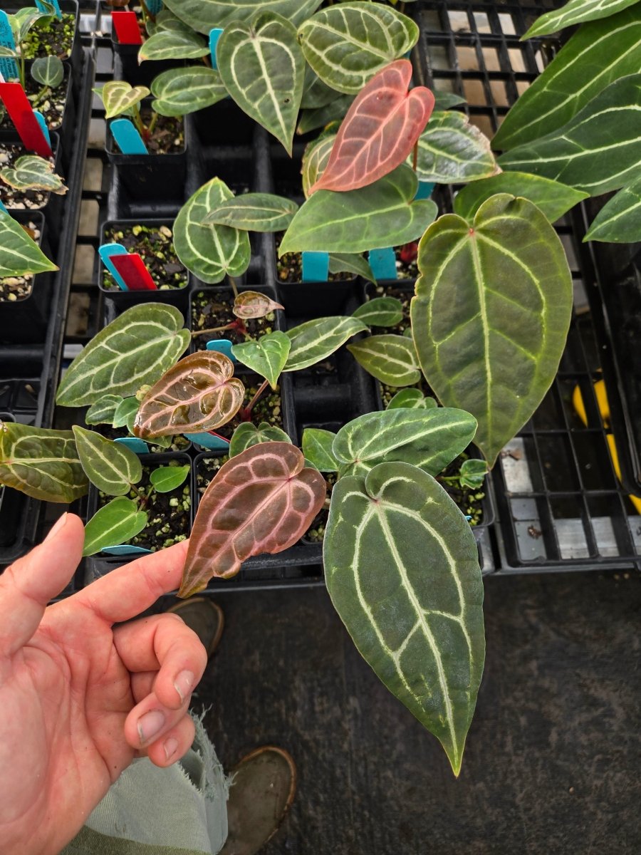 Anthurium 'Swampmannii Black' x A. 'Doc Block Purple' F2 (A9